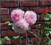  ?? LEE REICH VIA AP ?? This undated photo shows blossoms of Strawberry Hill rose in New Paltz, N.Y. From breeder David Austin comes Strawberry Hill rose, which is one of many modern shrub roses that captures the look and fragrance of old-fashioned roses with today’s...