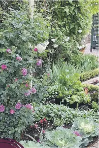  ??  ?? BORDERLINE. Plant low-growing veggies in front of roses.