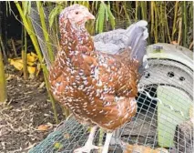  ??  ?? A heritage hen stands in its wire enclosure at Mill Valley Chickens. The pandemic has spurred a surge in demand for the birds.