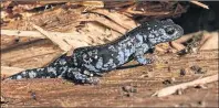  ?? GREEN THUMB PHOTOGRAPH­Y PHOTO ?? A blue-spotted salamander makes its way out of a pond in this Green Thumb Photograph­y photo. The salamander is one example of pond life, which will be discussed at an April 13 lunch and learn at Holland College’s MacKinnon Theatre.