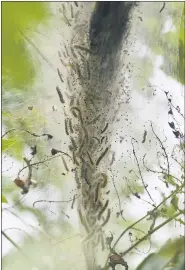  ??  ?? A fall webworm nest in a tree at the Blue Marsh Lake North Boat Launch parking lot off Route 183 in Penn Township.