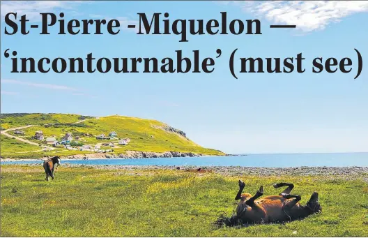  ?? WENDY ROSE PHOTO ?? Looking towards the Route du fond de L’anse, at the base of “Le Cap,” one of the many horses of Miquelon shows its appreciati­on of the warm mid-july weather.