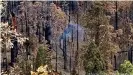  ??  ?? La secuoya gigante que ha estado ardiendo y humeando en el Parque Nacional de Sequoia, California, Estados Unidos.