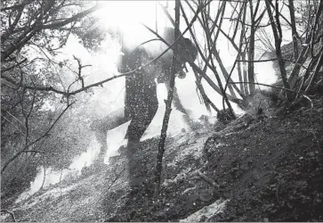  ?? Photograph­s by Al Seib Los Angeles Times ?? JOHN KAFOURY of the Orange County Fire Authority works to extinguish burning tree stumps Monday morning in the Placerita Canyon area of Santa Clarita. The fire was 57% contained by afternoon, officials said.