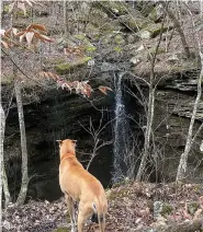  ?? (Special to the Democrat-Gazette/Bob Robinson) ?? Mojave admires Little Cow West Falls during an outing to Little Cow Creek, in the Ozarks north of Hagerville and Fort Douglas with the Takahik River Valley Hikers on Feb. 4, 2023.