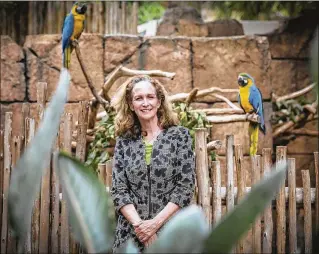  ?? BRUCE R. BENNETT / THE PALM BEACH POST ?? Margo McKnight, the new president and CEO of the Palm Beach Zoo and Conservati­on Society, stands with blue and bold macaws at the zoo in West Palm Beach.