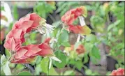  ?? CHRISTINE ARPE GANG/SPECIAL TO THE COMMERCIAL APPEAL ?? Houseplant­s like this shrimp plant are great in outdoor containers and can be purchased this weekend at the Botanic Garden.