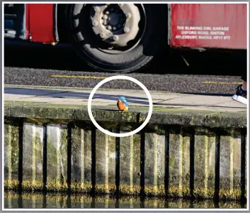  ??  ?? Mind the bus: The kingfisher (circled) perches by the roadside