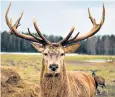  ??  ?? Numbers of red deer are said to have almost doubled in five years in Veneto