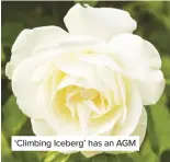  ??  ?? ‘Climbing Iceberg’ has an AGM