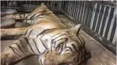  ?? — PTI ?? Tiger Rama in his enclosure in Delhi zoo.