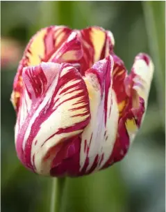  ??  ?? Flames of reddish pink lick the broken petals of ‘Saskia’, a relative newcomer, introduced in 1958.