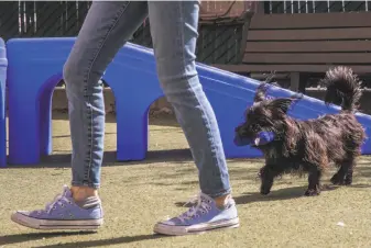  ??  ?? Left: Felicia the dog, formerly known as Felton from Total Muni 2018, plays in the Animal Care and Control yard with Jody Huth, a volunteer with Fetch, which gives exercise to longer-stay dogs.