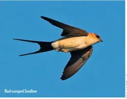  ??  ?? Red-rumped Swallow