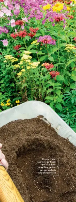 ??  ?? Compost adds nutrients to the soil and introduces valuable organisms such as bacteria, fungi and protozoa.