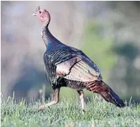  ?? ROBERT F. BUKATY THE ASSOCIATED PRESS FILE PHOTO ?? A wild turkey crosses a field in Freeport, Maine, on May 4. Turkey hunting takes place every spring across the United States in part to control the population of the birds.