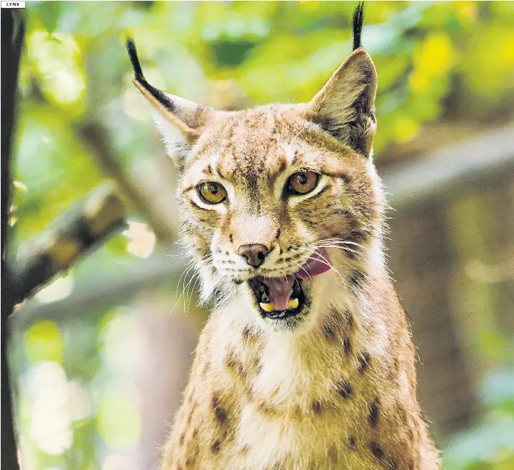 The good, the bad and the dangerous of rewilding | The Daily Telegraph ...