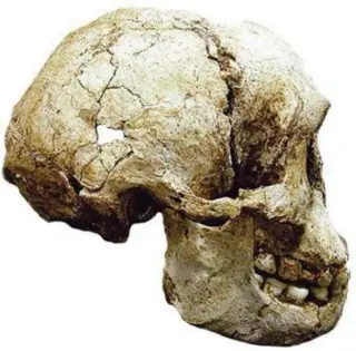  ?? © BELGAIMAGE ?? Belangrijk­e wetenschap­pelijke ontdekking: de schedel van een mens van slechts een meter groot