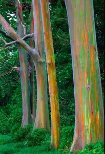  ??  ?? Eucalyptus arc-en-ciel, sur l’île de Maui (Hawaii).