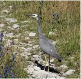  ??  ?? Above: White-faced heron.