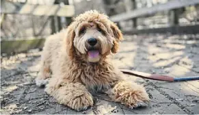  ?? ?? the Labradoodl­e is half Labrador retriever and half poodle. It could also have two Labradoodl­es as its parents. — 123rf.com