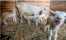  ?? MURRAY WILSON/FAIRFAX NZ ?? Four newborn lambs at a farmlet in Halcombe.