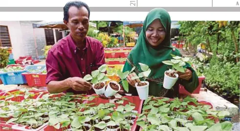  ?? Nasarudin Mohamed ?? NASARUDIN bersama Sanidah menunjukka­n anak pokok yang diusahakan mereka yang dijual dengan harga serendah RM1 di Kampung Bakap, Jabi.
Ada usahawan lain yang beli daripada saya dan menjualnya di pasar tani atau kawasan lain dan harganya juga sama iaitu saya jual RM1, kemudian mereka jual RM2. Saya tak bercadang untuk menaikkan harga jualan, biarlah semua sama-sama untung”