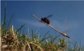  ?? Photograph: John Walters/Silverback Films/BBC/PA ?? The Wild Isles crew captured the two-coloured mason bee collecting up to 100 sticks of grass.