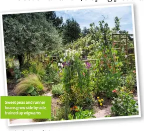  ??  ?? Sweet peas and runner beans grow side by side, trained up wigwams