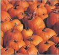  ??  ?? Pumpkins are being grown at the Sevington farm again