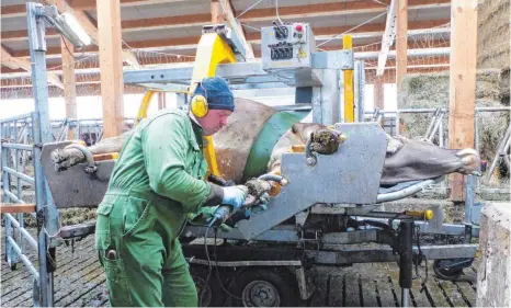  ?? FOTO: KENNERKNEC­HT ?? Damit Kuh Annette ruhig bleibt, liegt sie in einem speziellen Klauenpfle­gestand. Das tut dem Tier nicht weh – auch nicht die Arbeit von Klauenpfle­ger Thomas Bundschuh mit Winkelschl­eifer und Messer. Im Gegenteil: Die Klauenpfle­ge soll verhindern, dass...