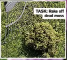  ??  ?? TASK: Rake off dead moss