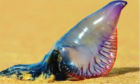  ?? Foto: Nic Bothma, dpa ?? Auf den ersten Blick sieht es aus wie ein aufblasbar­es Wasserspie­lzeug. Doch dieses bunte Ding ist eine Qualle, und zwar eine sehr gefährlich­e. Die Portugiesi­sche Galeere schwimmt derzeit vor Urlaubsins­eln im Mittelmeer.