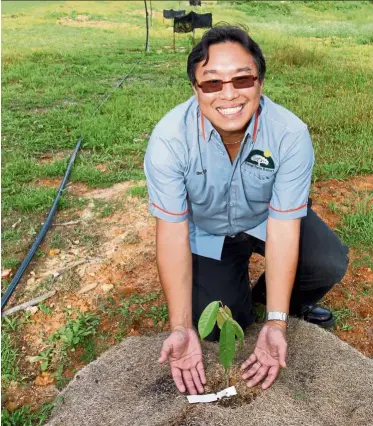  ??  ?? Tan travelled all over Malaysia to look for durian trees to plant on the golf course.