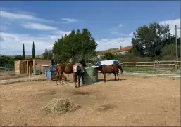  ?? (Photo S. A.) ?? Les chevaux de l’écurie de la Mozerolle, à la Londe, sont désormais tous regroupés dans un seul et même paddock.