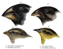  ??  ?? Las diferencia­s en los picos de las distintas especies de pinzones que Darwin estudió en las islas Galápagos era, según el naturalist­a británico, una muestra de la diversific­ación que podía suscitar la selección natural.