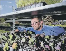  ??  ?? Deans Garden Centre staff member Colin Randall arranging the plants.