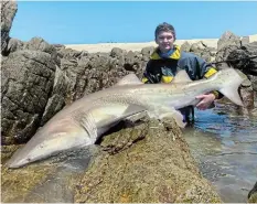  ?? Picture: SUPPLIED ?? WELL FOUGHT: A Pittaway of Port Alfred Rock & Surf Club shows off his 174cm ragged tooth shark, caught at Riet River on Saturday November 4.