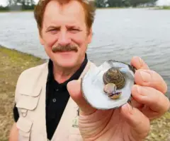  ?? FOTO: INGO GLASE ?? Die Grobgestre­ifte Körbchenmu­schel aus Asien wurde jetzt erstmals in Thüringen entdeckt. Naturschüt­zer Ronald Bellstedt, Nabu-Kreisvorsi­tzender in Gotha, fand sie am Stausee Friemar.