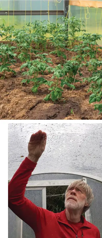  ??  ?? FROM TOP To mulch or not – that is the question!; Tapping the roof to remove moisture is not advised.
OPPOSITE FROM LEFT Healthy blossom requires heat to set fruit; Fruit finally developed late in the season.