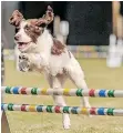  ?? ?? THE dog agility show and displays with animal interactio­ns are popular with children. | Supplied