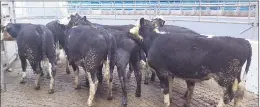  ??  ?? These hereford bullocks weighed 338kgs and made €830 in Corrin Mart earlier this week.