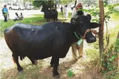  ?? AFP ?? A man checks a buffalo during an auction at the the Prime Minister House in Islamabad yesterday.
