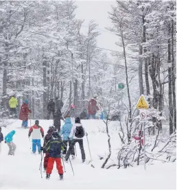  ??  ?? Un recorrido grupal en el Cerro Castor, una actividad para esquiar y conocer los bosques. Cerro Bayo, con sus confitería­s de alta montaña. Y el Cerro Catedral, un clásico de grandes y chicos que buscan disfrutar de la nieve en familia.