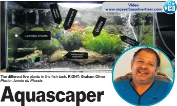  ?? Photo: Jannie du Plessis ?? Video www.mosselbaya­dvertiser.com
The different live plants in the fish tank. RIGHT: Graham Oliver