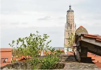  ?? Foto: Leonie Junghanns ?? Aus Rissen und Fugen in der Mauerkrone der Nördlinger Stadtmauer wachsen Pflanzen und Bäume aller Art. Die undichten Stellen sollen durch eine spezielle Baumaßnahm­e in den kommenden Monaten beseitigt werden.