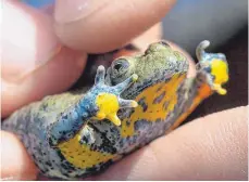  ?? FOTO: DPA ?? Die Gelbbauchu­nke (Bombina variegata) hat ein auffällige­s Fleckenmus­ter auf der Unterseite.