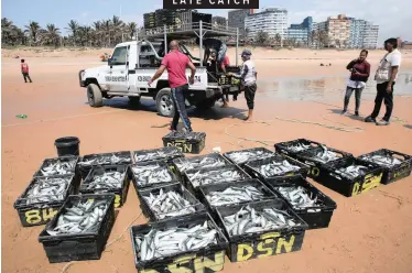  ?? | MOTSHWARI MOFOKENG African News Agency (ANA) ?? THERE was a frenzy of sardine netting off Durban’s uShaka pier yesterday due to a late run of the popular silvery fish.