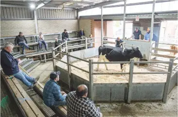  ??  ?? Northern Victoria Livestock of Sale held a dairy dispersal sale on behalf of a number of vendors at Warragul Saleyards last Thursday, one of three dairy dispersal sales within four days at the facility.