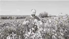  ?? Roberto Frankenber­g / New York Times ?? Lionel Puech, a leader of winemakers, tends his vineyard. Growers in the south of France are furious that brokerages are importing cheaper wine from Spain.